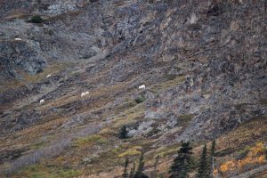 Mountain goats visible from the road in your self-guided Jeep rental