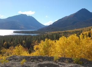 View of a lakes and trees on the self-guided jeep tour