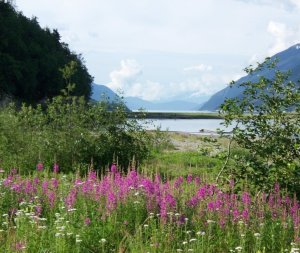 View of a Fireweed on the self-guided jeep tour