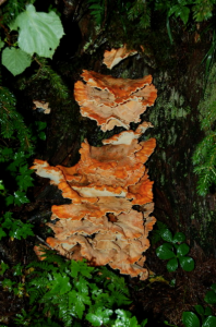 View of a mushrooms on the self-guided jeep tour