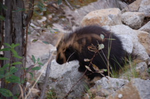 Wildlife on the self-guided jeep tour